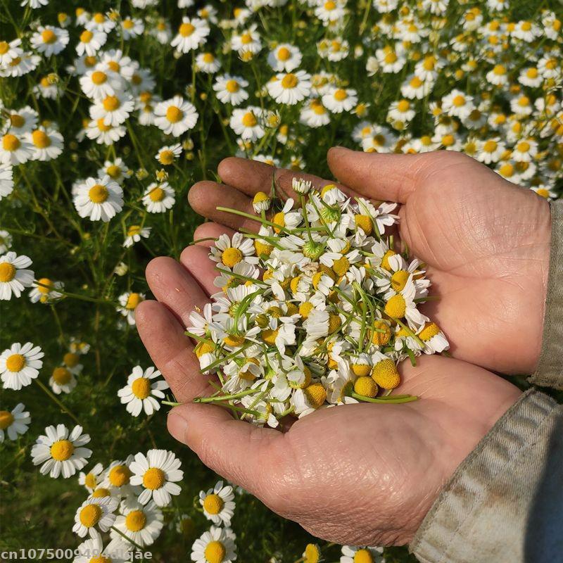 100% Natural Chamomile Dried F - đánh giá và giá Candle Making And Perfume